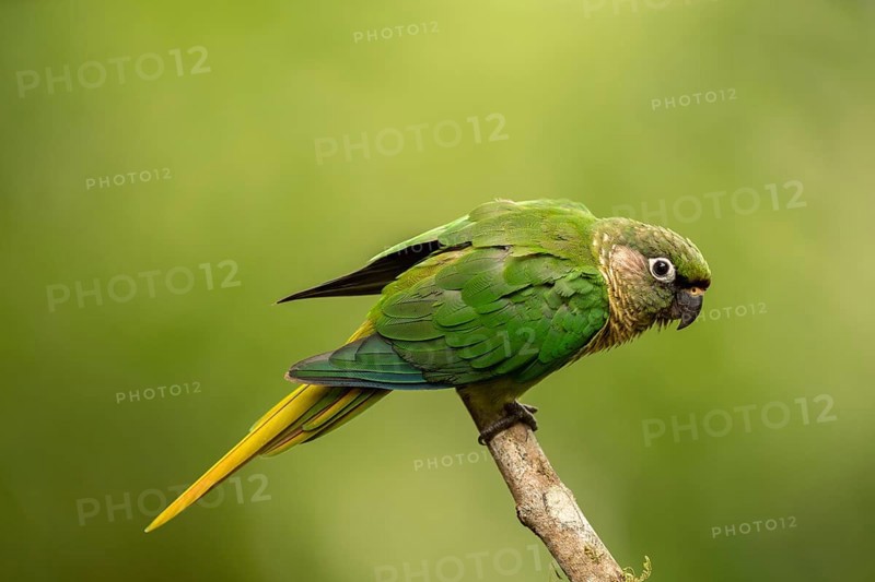 Maroon-bellied Parakeet (Pyrrhura frontalis) perched on a branch, Atlantic rainforest, Brazil