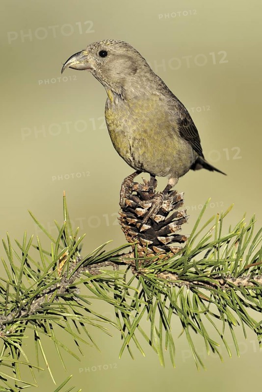 Red Crossbill (Loxia curvirostra) female, Oregon, USA