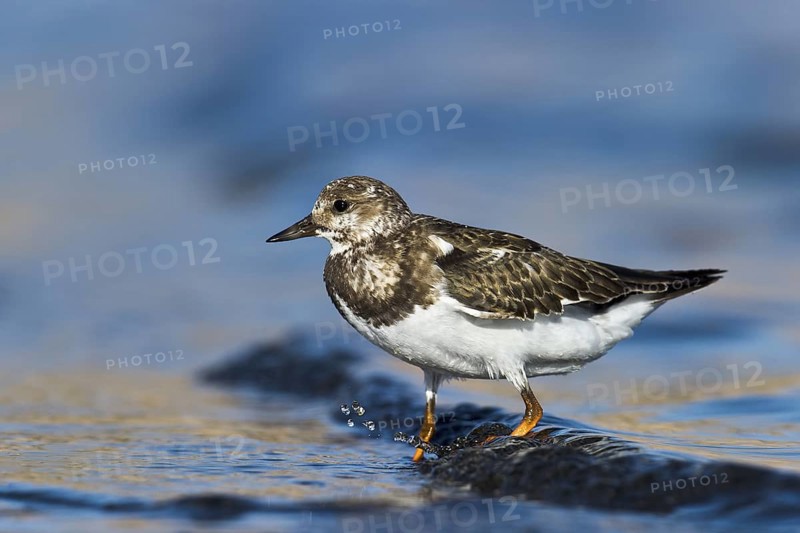 Ruddy Turnstone (Arenaria interpres) juvenile, Eilat, Israel