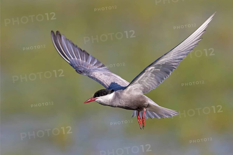 Weißbart-Seeschwalbe, Weißbartseeschwalbe, Whiskered Tern, Chlidonias hybridus, Chlidonias hybrida, Guifette moustac, Fumarel Cariblanco