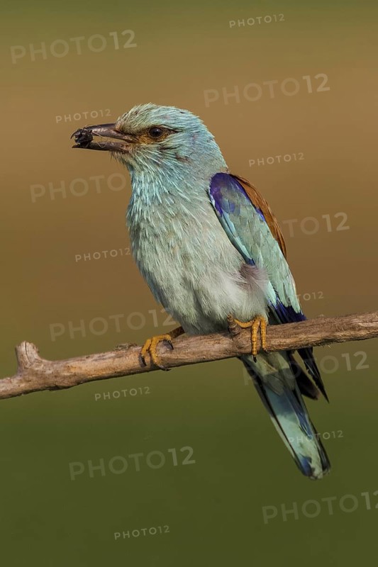 European Roller (Coracias garrulus) male, Hajdu-Bihar, Hungary