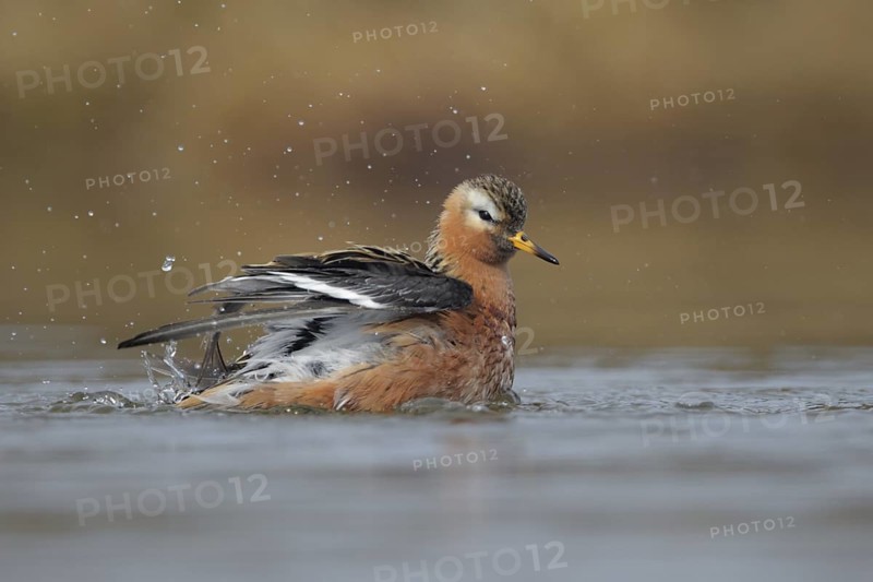 Red Phalarope (Phalaropus fulicarius), Alaska, USA
