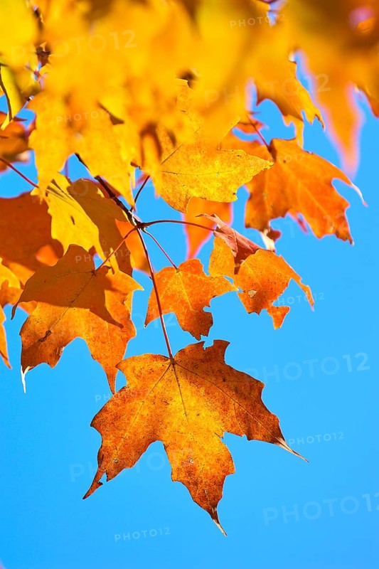Maple (Acer), in front of a bright blue sky in autumn, New Hampshire, New England, USA