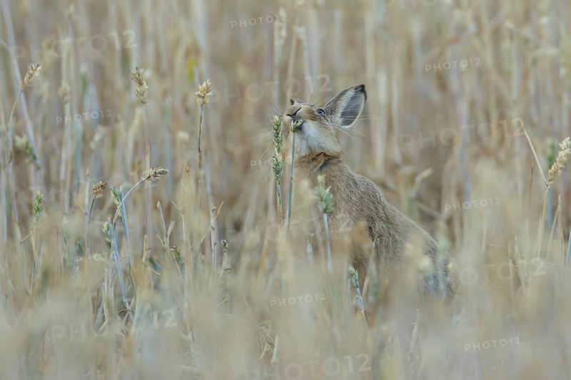 European brown hare (Lepus europaeus) adult animal eating a wheat plant seedhead in a farmland field in summer, England, United Kingdom