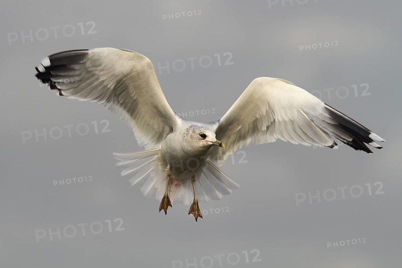 Mew Gull (Larus canus) flying, North Rhine-Westphalia, Germany
