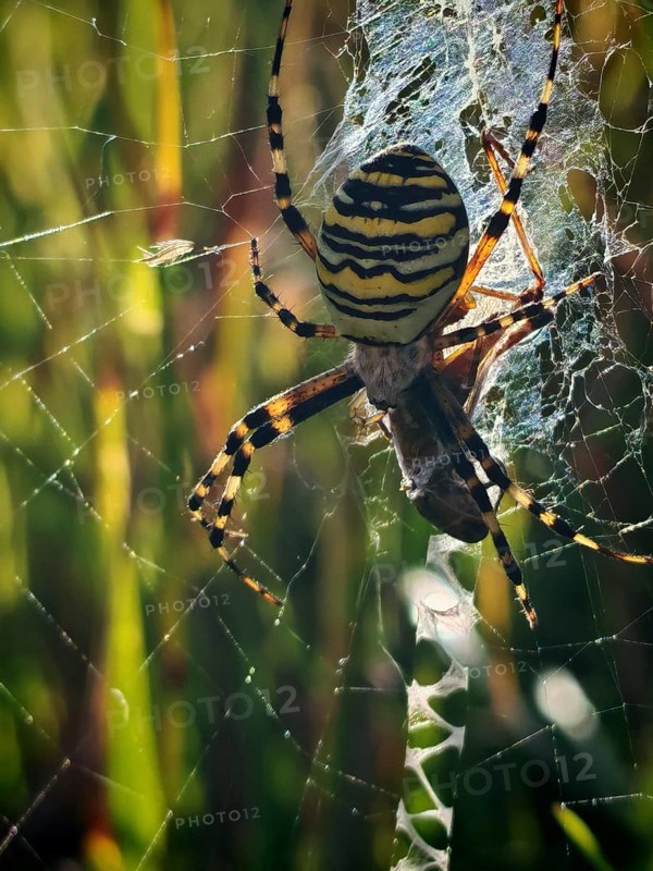 Close-up of a wasp spider (argiope bruennichi) on a flower in the middle of a green meadow, sunny atmosphere, Upper Franconia