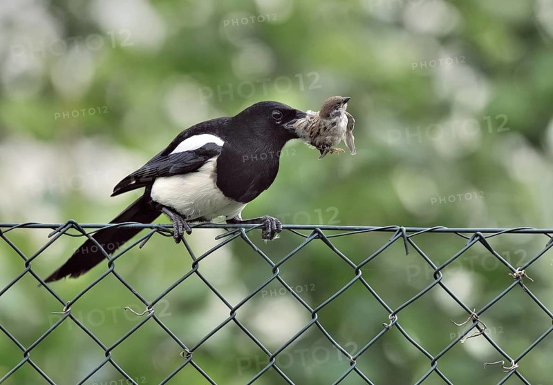 Eurasian Magpie (Pica pica) with captured Eurasian Tree Sparrow chick, Lower Saxony, Germany