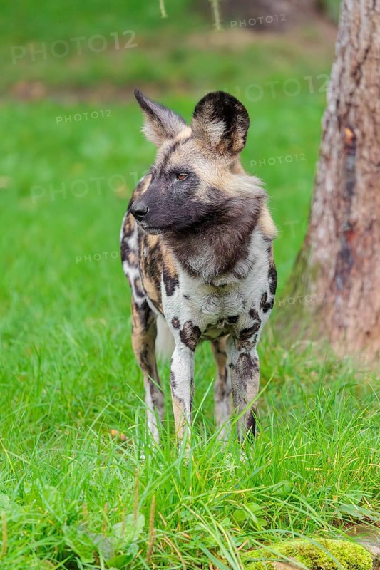An African wild dog, Lycaon pictus, stands in a green meadow