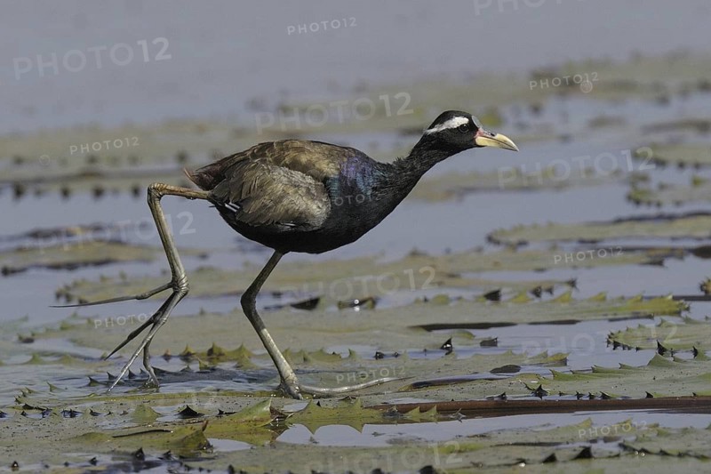 Bronze-winged Jacana (Metopidius indicus), Goa, India