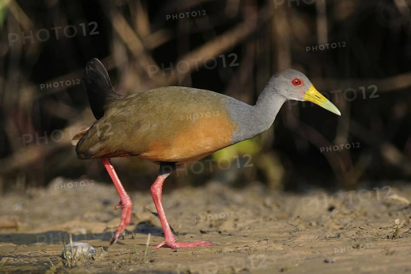 Grey-necked Wood Rail (Aramides cajaneus), Pantanal, Brazil