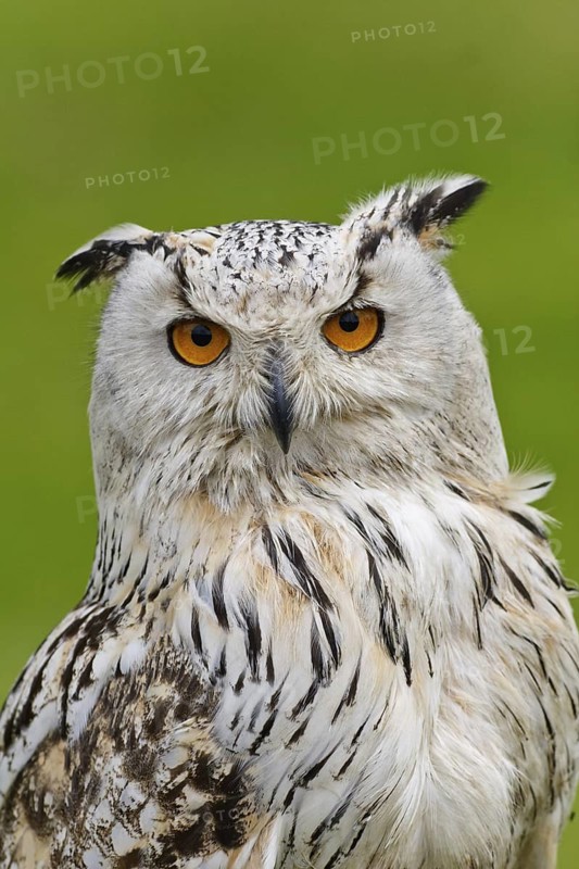 Eurasian Eagle-Owl (Bubo bubo sibiricus), Bavaria, Germany