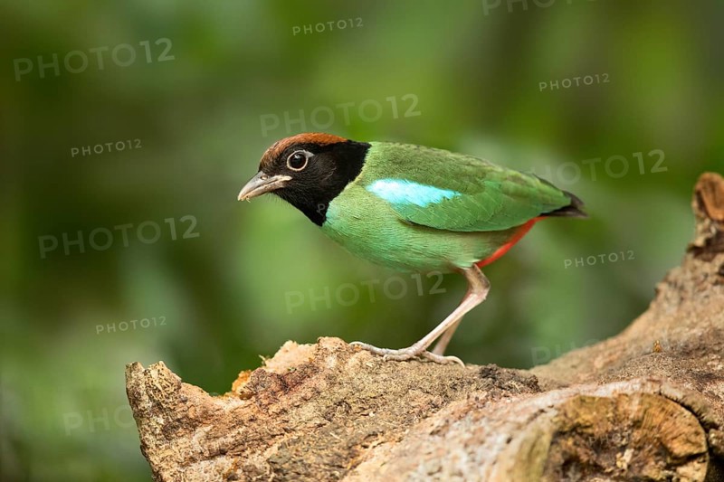 Hooded Pitta (Pitta sordida), Selangor, Malaysia