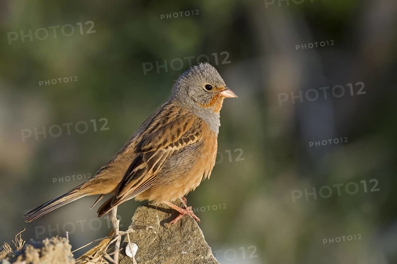 Cretzschmar's Bunting - Grauortolan - Emberiza caesia, Cyprus, adult male