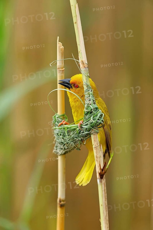 A gold weaver building a nest, iSimangaliso Wetland Park, St Lucia, KwaZulu-Natal, South Africa