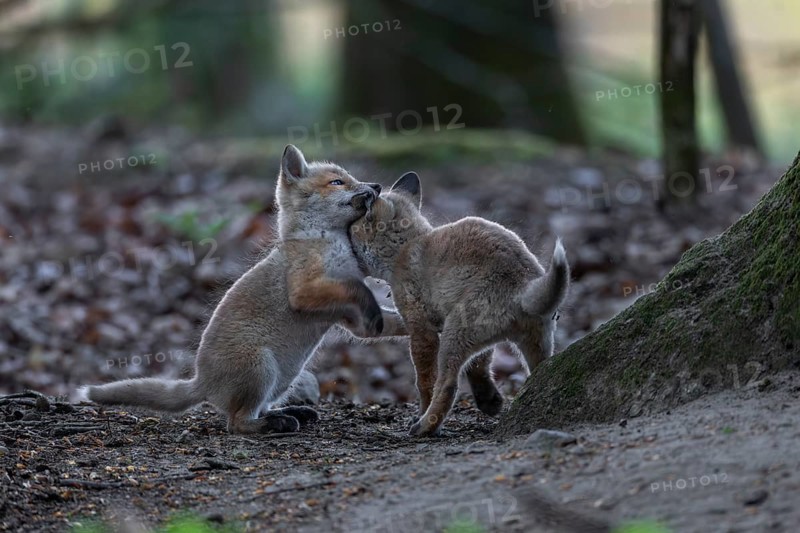 The ears of playing red fox pups (Vulpes vulpes) are a favourite target, rearing pups, baby animals, cute, playful, wrestling, May, Germany