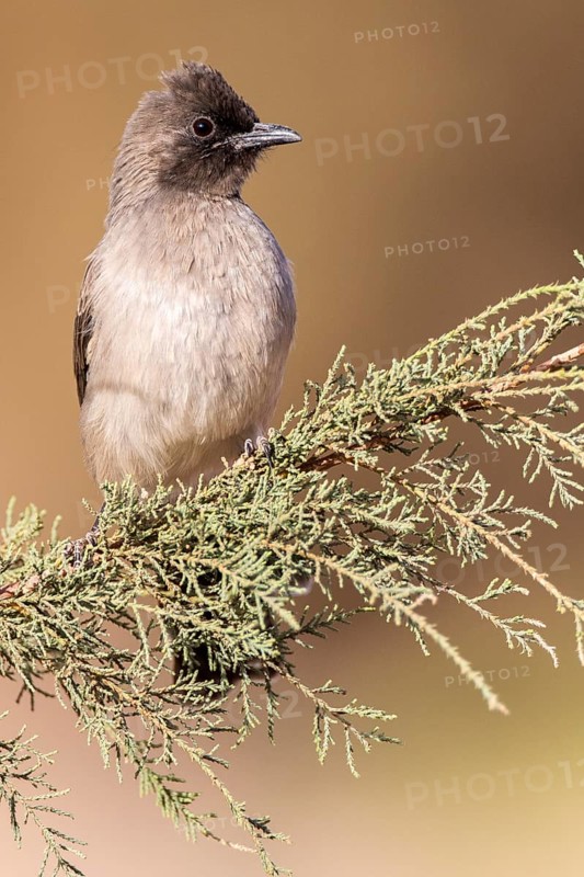 Common Bulbul (Pycnonotus barbatus) perched on a branch, Rgabi, Morocco
