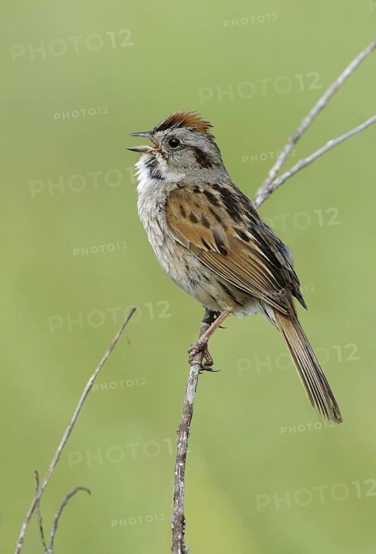Swamp Sparrow (Melospiza georgiana) singing, Alberta, Canada