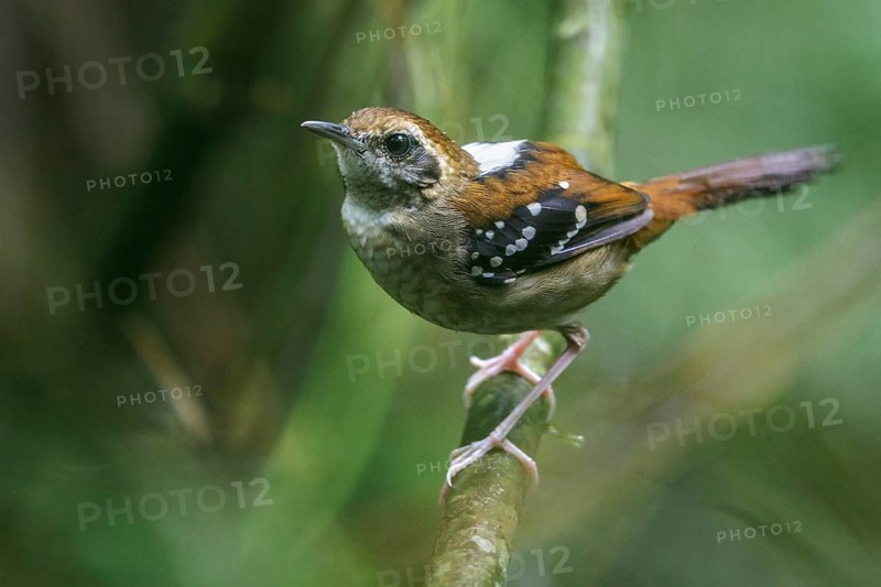 Squamate Antbird (Myrmeciza squamosa) perched on a branch in the Atlantic rainforest of southeast Brazil