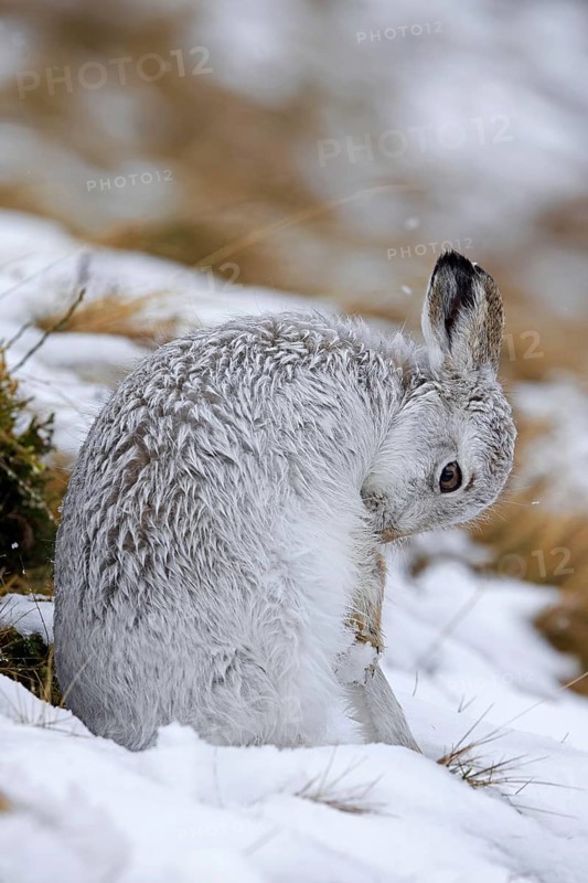 Mountain hare, alpine hare, snow hare (Lepus timidus) in white winter pelage grooming fur in late winter, early spring, Highlands, Scotland, United Kingdom