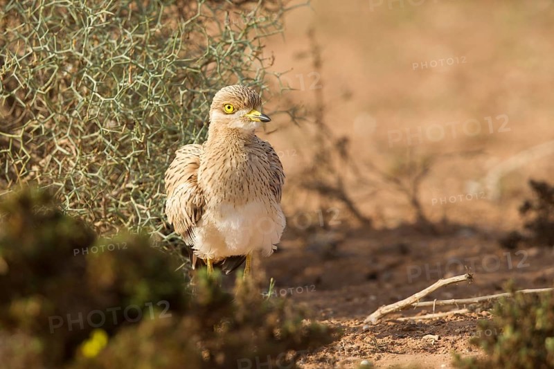Eurasian Stone-curlew (Burhinus oedicnemus) juvenile, Morocco