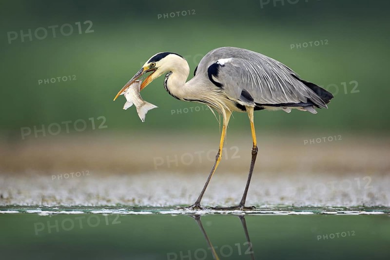 Heron with fish. Grey Heron, Ardea cinerea, blurred grass in background. Heron in the forest lake. Animal in the nature habitat, hunting in the water, with mirror reflection