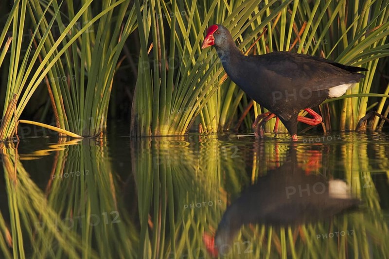Western Swamphen (Porphyrio porphyrio), Andalusia, Spain