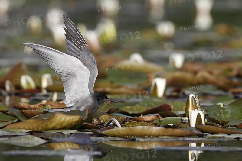 Black Tern (Chlidonias niger) nest, Mecklenburg-Western Pomerania, Germany