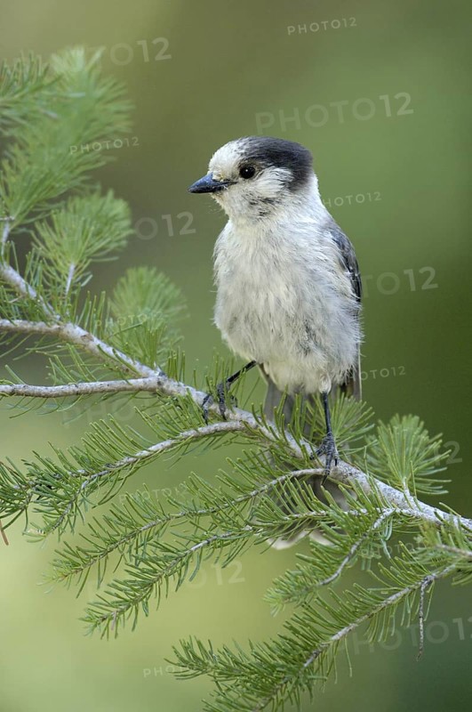 Grey Jay (Perisoreus canadensis), Oregon, USA