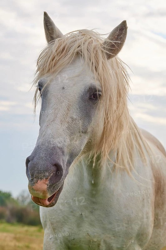 White Camargue horse with long mane standing in a meadow in front of a cloudy sky, summer, Camargue, France