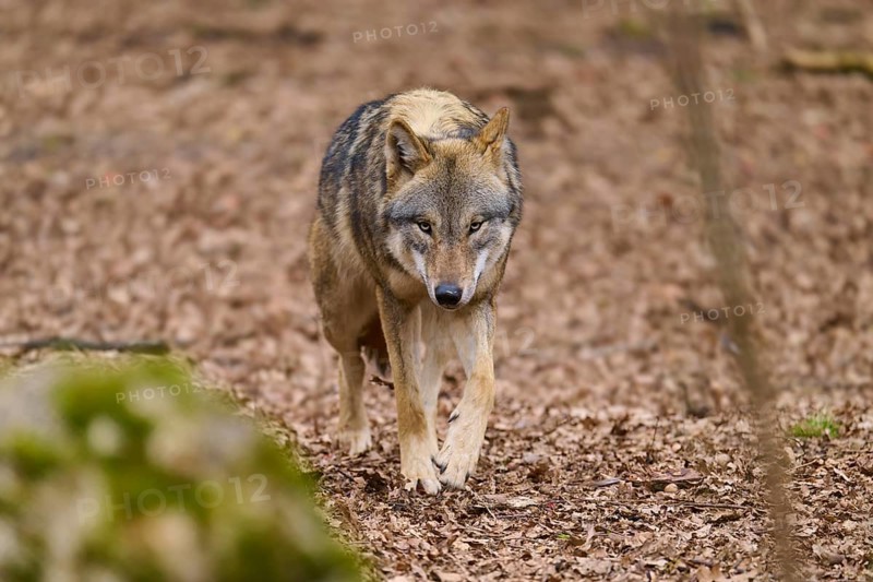 A wolf walks along a forest path covered with leaves, Wolf (Canis Lupus), Germany