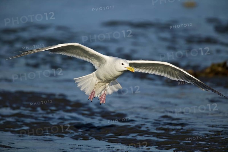 Glaucous-winged Gull (Larus glaucescens), Alaska, USA