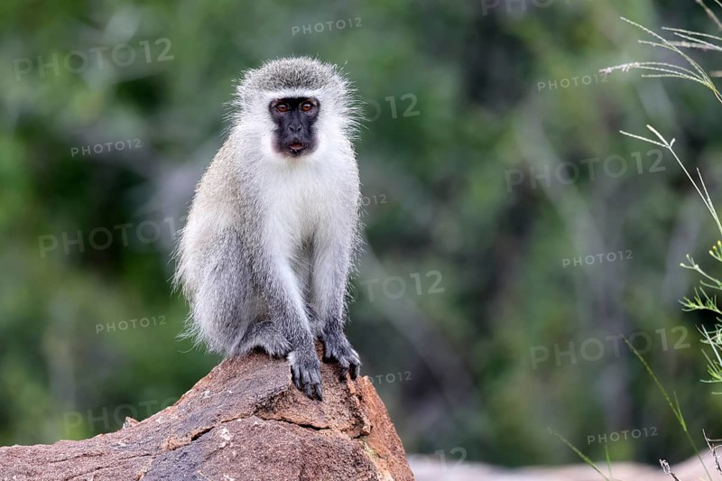 Vervet Monkey (Chlorocebus pygerythrus), adult, on rocks, alert, Mountain Zebra National Park, Eastern Cape, South Africa