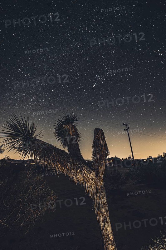 Camping in Joshua Tree National Park under a starry sky