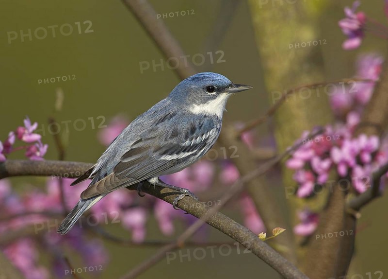 Cerulean Warbler (Setophaga cerulea), Ohio, USA