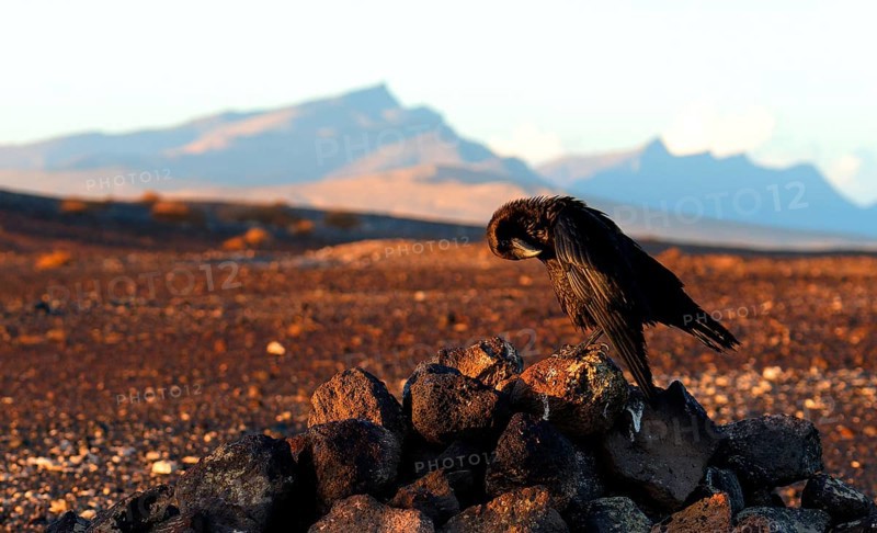 Raven (Corvus corax), semi-desert, Fuerteventura, Spain