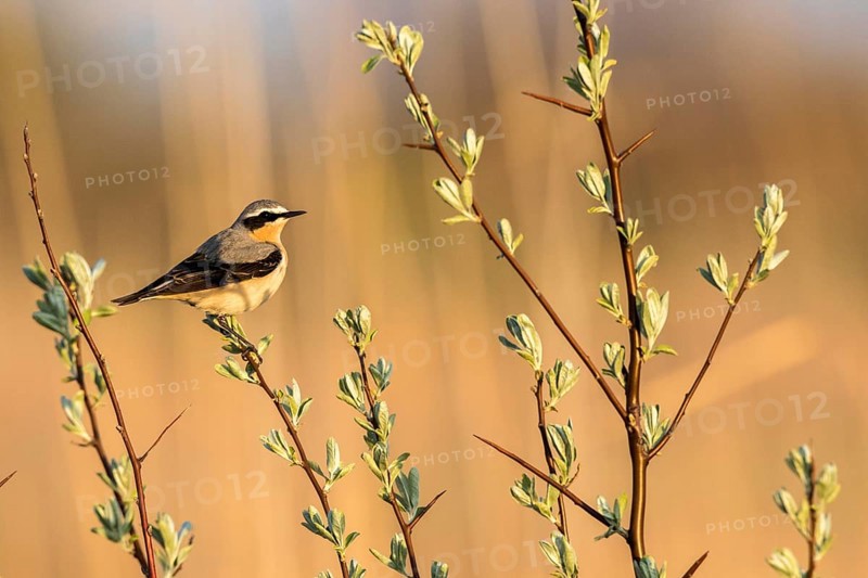 Northern Wheatear (Oenanthe oenanthe) male perched on a branch, Romania