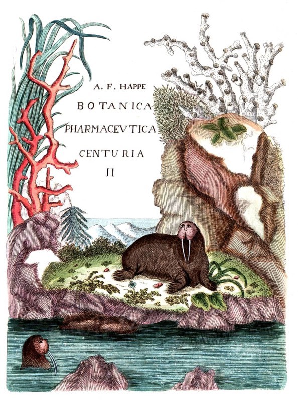 Cover picture of Botanica Pharmaceutica by Andreas Friedrich Happe, Volume II, 1785, digital reproduction of a historical original, between 1790 and 1810