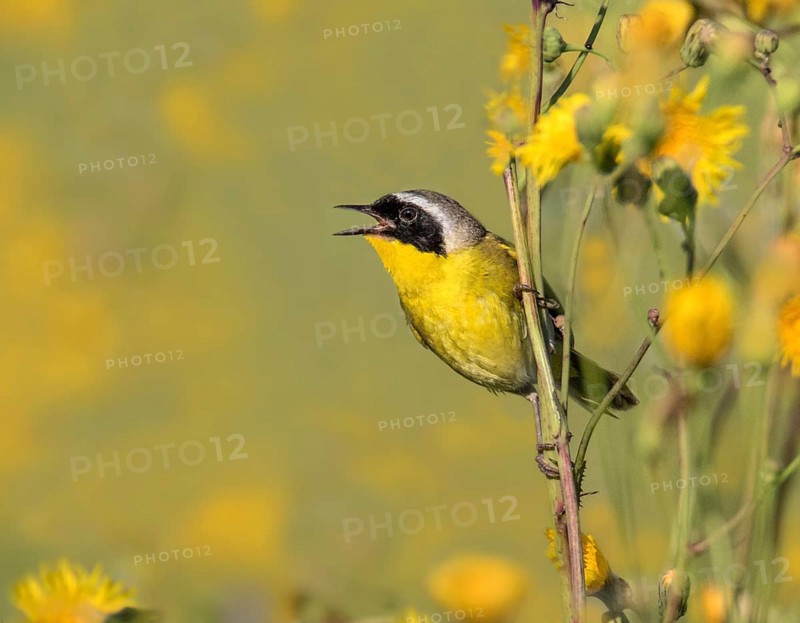 A male Common Yellowthroat, Geothlypis trichas, sings from a wild flower in a canola field, near Saskatoon, Canada
