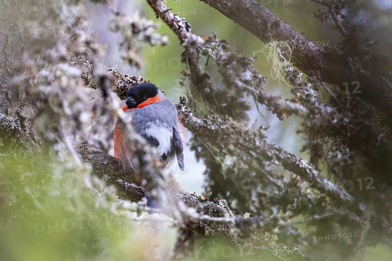 Bullfinch or bullfinch (Pyrrhula pyrrhula), male sits hidden on a lichen-covered branch, Konttainen, Kuusamo, Northern Ostrobothnia, Finland