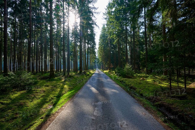 A straight road runs through a sunlit forest surrounded by tall trees, Mudau, Odenwald, Baden-Württemberg, Germany