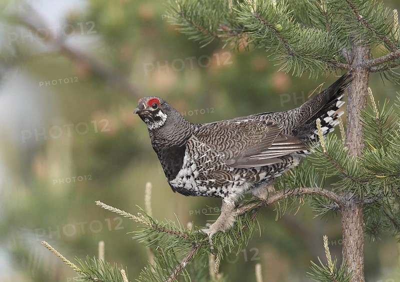 Spruce Grouse (Falcipennis canadensis) male, Michigan, USA