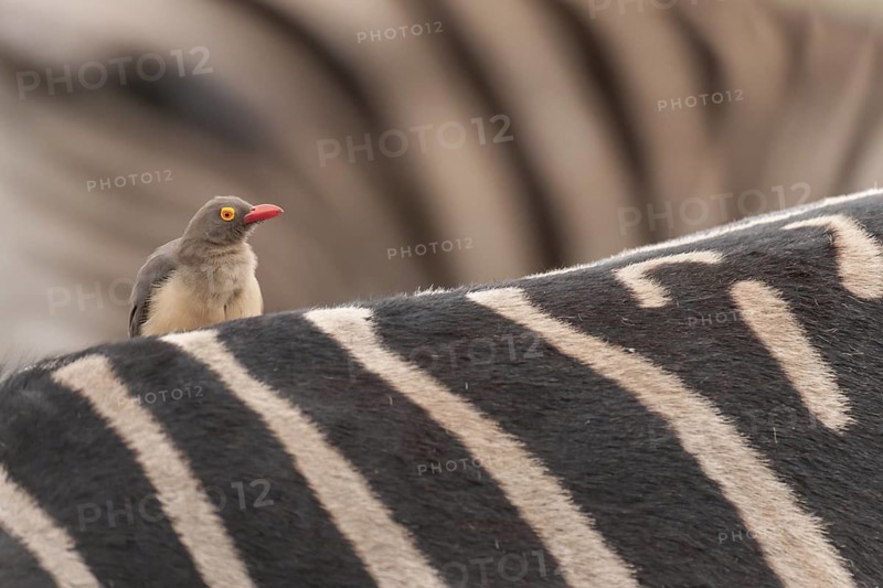 Red-billed Oxpecker (Buphagus erythrorynchus), Mpumalanga, South Africa