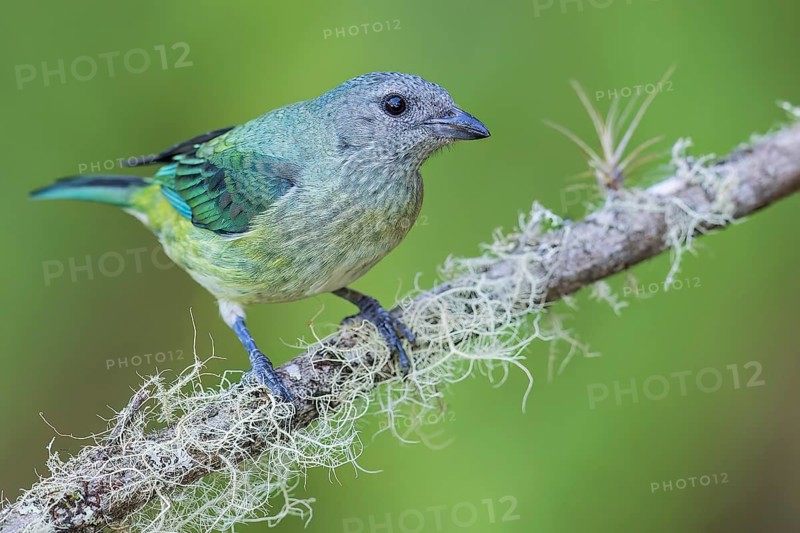 Black-headed Tanager (Tangara cyanoptera) perched on a branch in Colombia, South America
