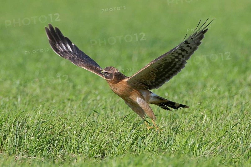 Steppenweihe, lat. Circus macrourus, Jungvogel startet von einer Wiese bei Sonnenschein