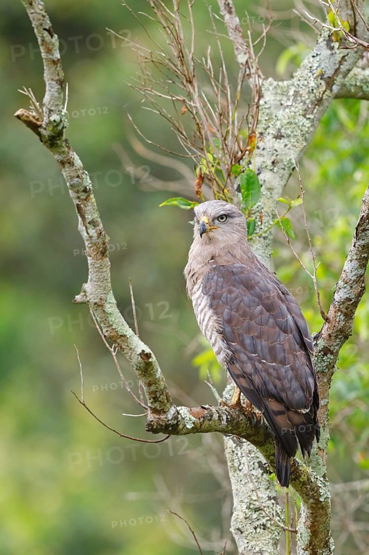 Fasciated Snake-Eagle, Southern Banded Snake-Eagle, Southern Banded Snake-Eagle, Southern Banded Snake-eagle, Circaetus fasciolatus, Circaète barré, Culebrera barrada, iSimangaliso Wetland Park, St. Lucia, KwaZulu-Natal, South Africa