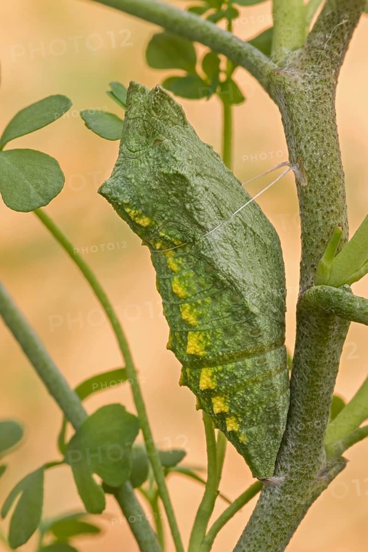 Die Gürtel-Puppe des Schwalbenschanz (Papilio machaon) an (Ruta graveolens) fest gemacht