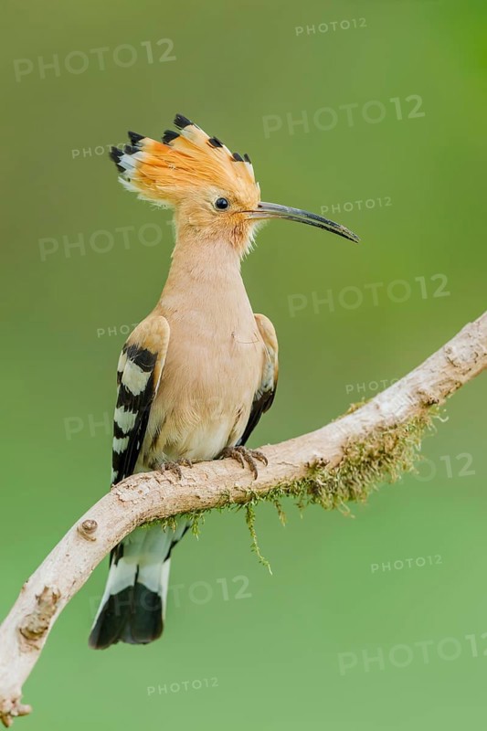 Wiedehopf, Upupa epops Eurasian hoopoe, Upupa epops