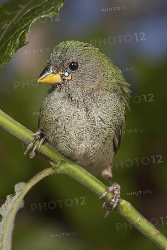 Tricolored Parrotfinch (Erythrura tricolor) juvenile