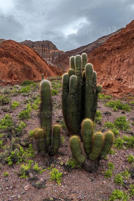 A stunning view of the cactus filled landscape in Los Cardones National Park, Argentina. This breathtaking scenery displays towering cacti against a backdrop of rugged mountains