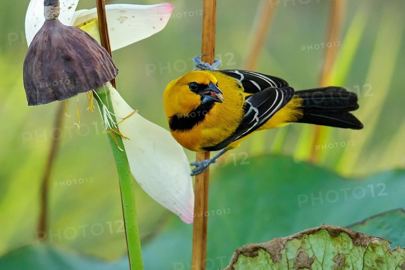 Yellow Oriole (Icterus nigrogularis) perched on a branch in the grasslands of Guyana